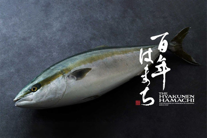 百年の伝統を未来へ。 地球にやさしい養殖から生まれた“百年はまちが、しこくあーけーどに登場。